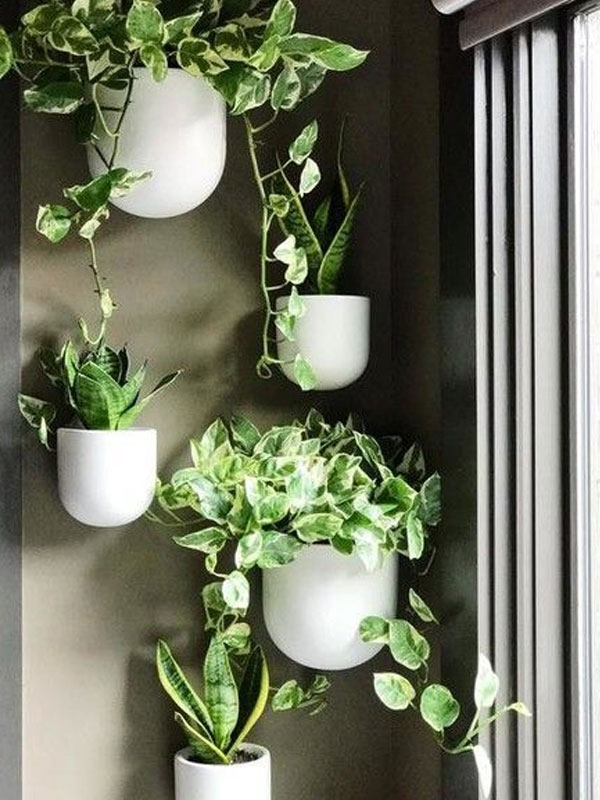 wall planter